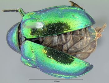 Media type: image; Entomology 17290   Aspect: habitus dorsal view